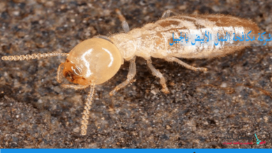 صورة شركة مكافحة النمل الأبيض بالجبيل