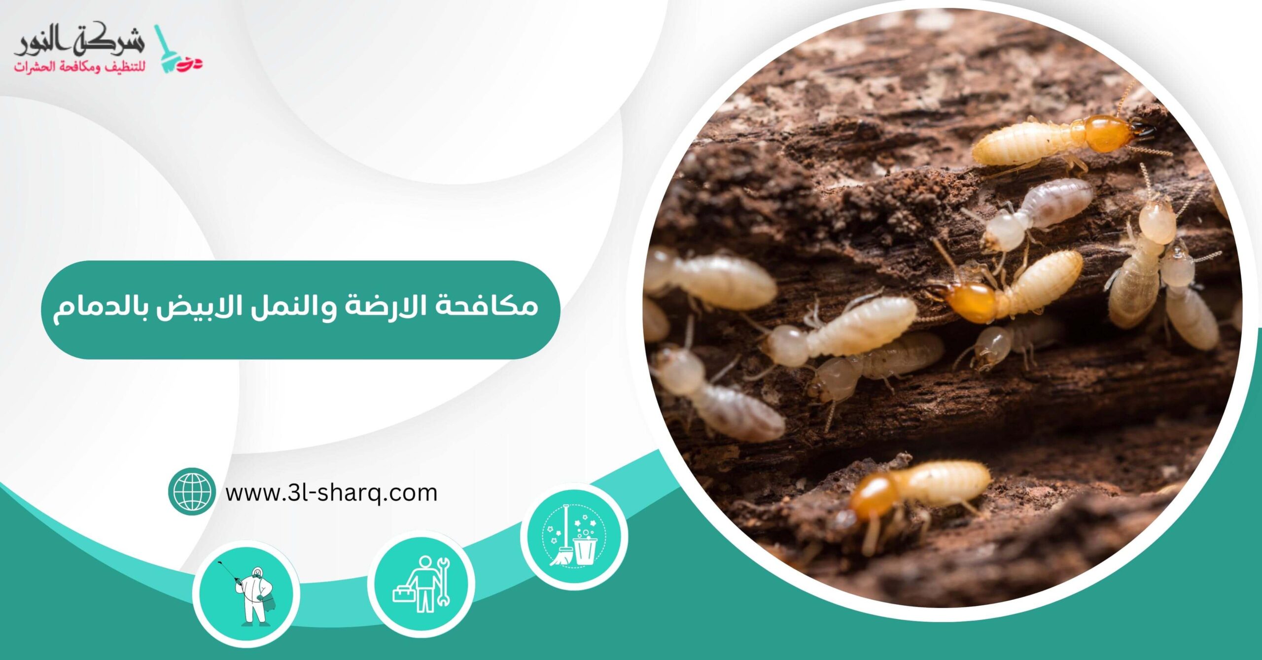 بروفايل مادة مكافحة النمل الأبيض اميدا: دليلك الشامل لمكافحة النمل الأبيض بفعالية